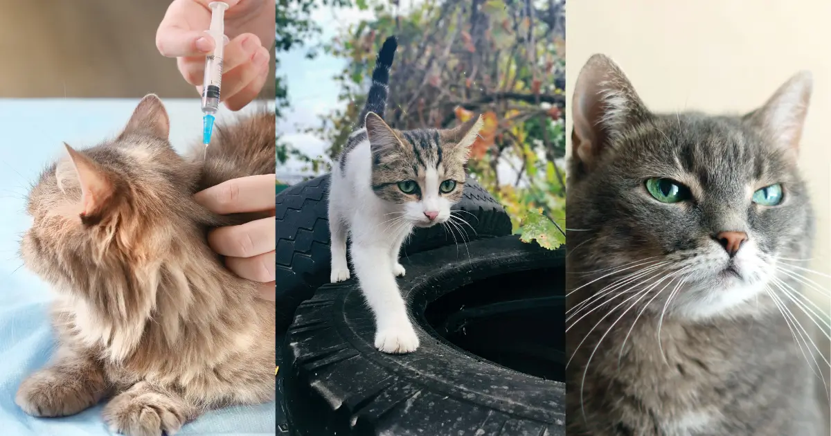 Common cat behavioral problems to medical, emotional, and environmental triggers.